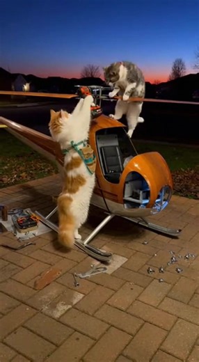 to the sky #cat #cats #catsoftiktok