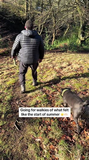 Walkies in the sunshine ☀️ #dog #staffy #staffysoftiktok #fyp #cutedog