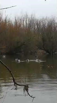 Ultimate Realistic DIY Motion Decoy