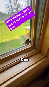 Dead Bat on Window?! 😱🦇 #bats #pestcontrol | Pest Badger