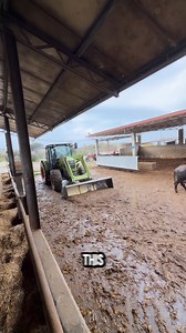 This mini wheel loader efficiently scrapes manure and mud inside livestock barns | Lara Amélia