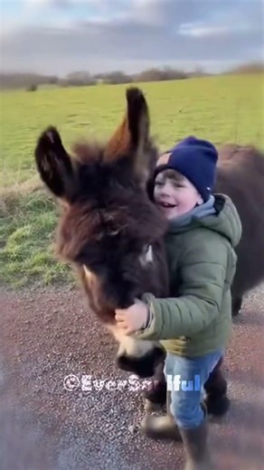 Donkey Becomes Joyful When His Friend Visits Him 💖