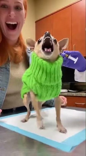 Chihuahua Vet Funny Stubborn Reaction 😂🐶 | Tiny Dog Drama