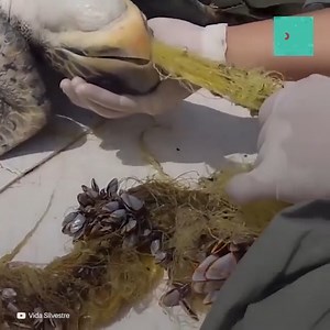 Une pauvre tortue s’est retrouvée piégée dans un filet de pêche. Désespérée, elle a essayé de s’en débarrasser par elle-même, ce qui a empiré encore la situation… Il fallait l’aider ! | Social