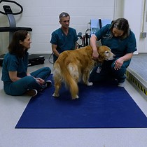 Video: Assessment of Sensory Thresholds in Dogs Using Mechanical and Hot Thermal Quantitative Sensory Testing