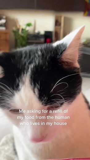 Lasagna the fat and hungry cat #unpocoloco #catvideo #cats #cat #catlover #catlovers #catvideos #catoftheday #meow #kitten #cutecat #kitty #catlove #catmemes #kittens #funnycat #cutecats #kittycat #catmeme