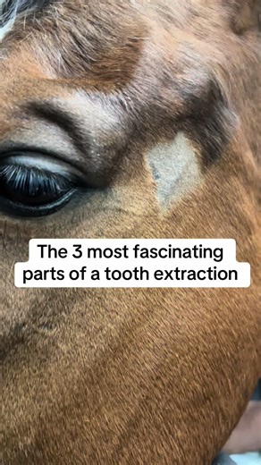 Horse Tooth Extraction: Nerve Block, Pressure, Reveal
