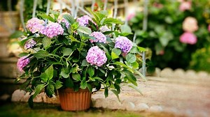 How to Plant and Care for a Hydrangea in a Pot