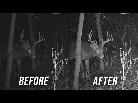 How To Get The BEST Night Trail Camera Pictures (From Any Brand)