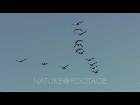 Canadian Geese Flying In V Formation Migration