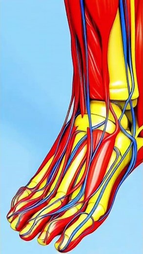anatomie du pied
