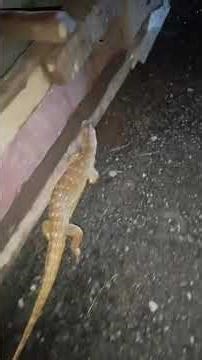 Banded gecko common newt alligator lizard whiptail #BandedGecko #CommonNewt #AlligatorLizard #Whipta