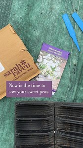 39K views · 601 reactions | Looking for fragrant flowers to fill your life and garden with colour? Sow your sweet pea seeds now!  | Sarah Raven | Facebook