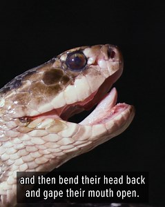 2.3M views · 10K reactions | If you ever see this snake, do not approach! | Brave Wilderness | Facebook