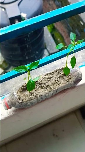 New planting idea