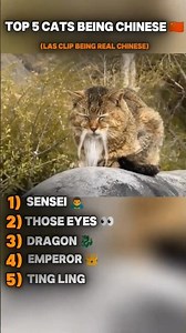 Great Meow of China:Top 5 Cats Serving Up Chinese Vibes #chinesecat #funnycats #top5cats