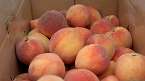 Wisconsin Foodie - Tree Ripe Peaches | Pearson Farm - Preview - Twin Cities PBS