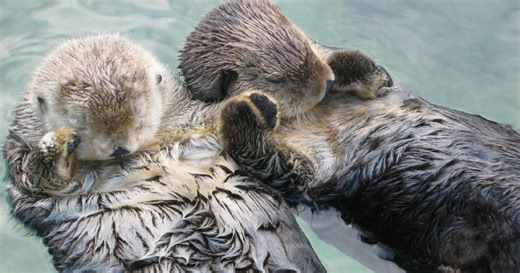 Sea Otters Adorably Hold Hands While Sleeping To Keep From Drifting Apart