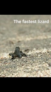 188 reactions | Lizard was under attack by the snake but luckily rescued by the eagle at the moment. | Williams Jack | Facebook