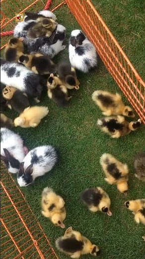 Chicks sound (Baby Chicks Chirping)