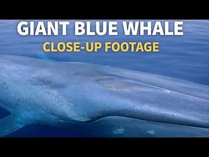 5 Amazing Drone Moments with Blue Whales, Fin Whales, Humpback Whales, & More in San Diego!