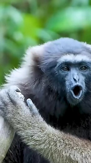 Hewan bersuara unik dan lucu.. #satwabuas #binatangbuas #rajahutan #hutanrimba #macan #harimau #alamliar #animal #tiktok #viral #predator #hyena #crocodile #amazinganimal #deer #wild #world #xuhuong #crocodile #fypreels #wildlife #lawofnature #foryoupage #lion #monyet #kepiting #tiger #funny #hewan #binatanglucu #cute #kebunbinatang | Dunia Hewan