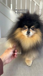 Always do this after touching dirty animals 👌🏽 #pomeranian #dog | Mocha Pom