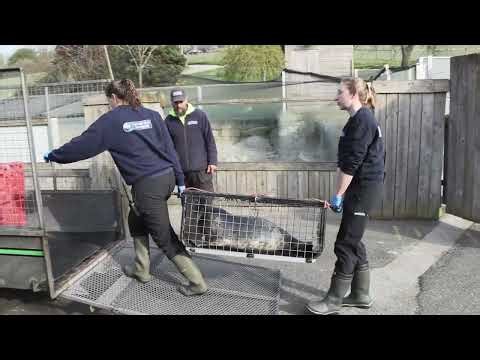 On the 23rd March 2026, Granita, Cream Puff and Pancake were released by the Cornish Seal Sanctuary