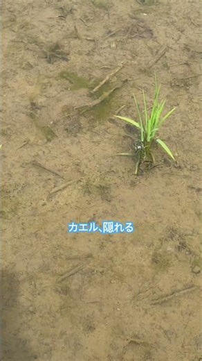 【生態系観察】稲につかまり隠れるカエル #カエル #蛙 #稲