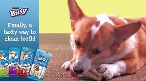 963K views · 134 shares | Help your dog clean her teeth while you clean the house. Try BUSY DENTAL today! | Purina | Facebook