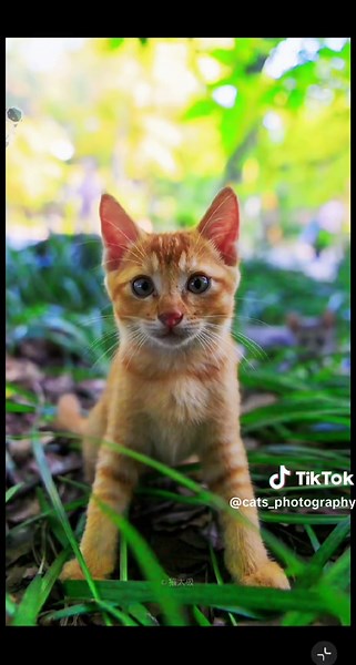 cats photography on TikTok