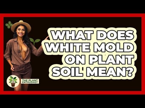 What Does White Mold On Plant Soil Mean?