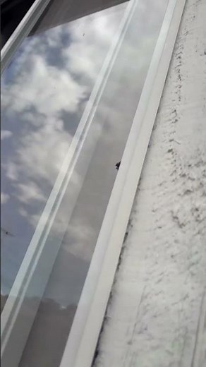 ARANHA SALTADORA DE PAREDE MENEMERUS BIVITTATUS