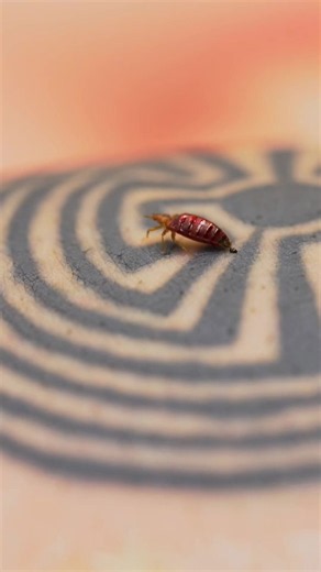 What bed bug bites really look like (and the mess they leave)