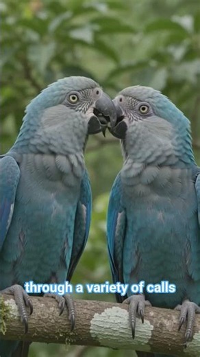This Blue Parrot Was Once Extinct in the Wild 😲🦜 | Spix's Macaw Story
