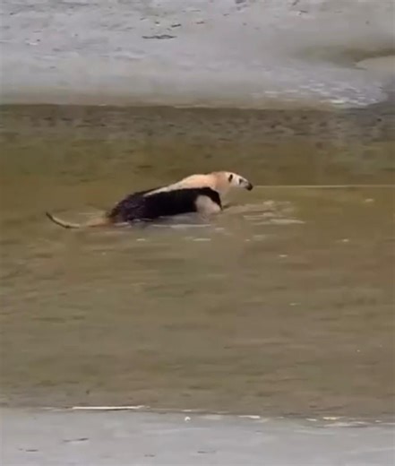 Moradores flagram tamanduá-mirim passeando pela praia em Ubatuba - Nova Imprensa