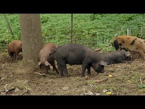 Farmer Resources: Pigs & Agroforestry