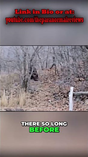 Why Does It Throw Rocks Around The Tree? #shorts