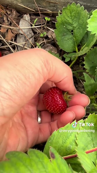 HUGE 10.5 Pound Harvest from My Backyard Garden