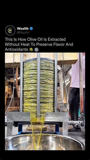 Wealth on Instagram: "Extracting olive oil without heat is the difference between preserving nature and destroying it 🧬💧 This process, often referred to as cold or heat-free extraction, relies on slow mechanical pressure instead of high temperatures. Fresh olives are first crushed into a paste, then stacked in layers and gently pressed so the oil separates naturally from water and solids. By avoiding heat entirely, the oil retains polyphenols, antioxidants, and healthy fats that are otherwise
