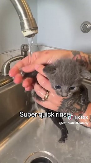How to Get Fleas Off Kittens Under 8 Weeks: A Safe Guide
