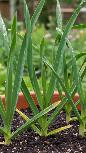 Grow Big Garlic in a Pot 🧄🌿 | Easy Garlic from Cloves #garlic #gardening #growathome #shorts