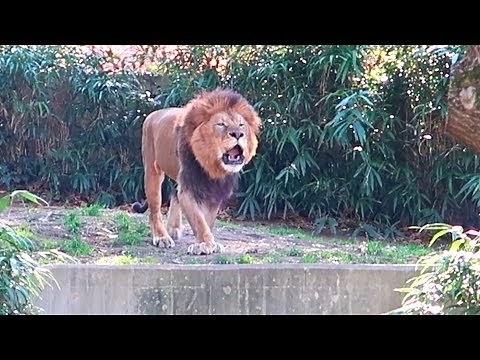 Epic Lion Roar at the DC ZOO