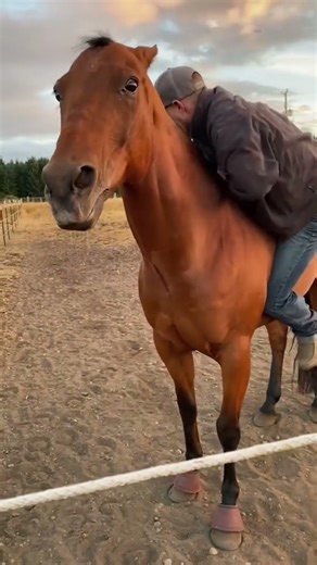 Funny Horses Compilation 😂 The Funniest & Cutest Horse Moments!” 🐴#FunnyHorses#FunnyAnimals