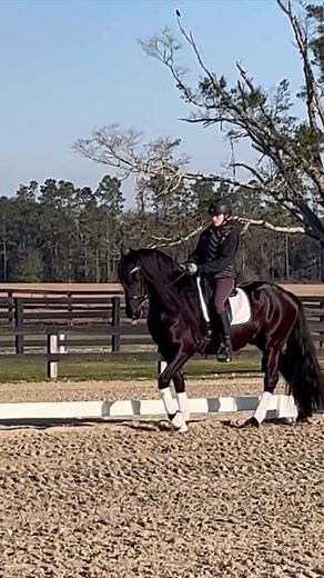 2.3K views · 36 reactions | Wonderful young horse, Ready for his person. Kind, three good gaits! Pm Yvonne Barteau for more | KYB Dressage | Facebook