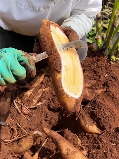 Top 10 Facts (@top10facts00)’s videos with original sound - Top 10 Facts