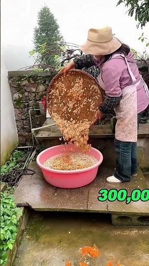 How pumpkin seeds are processed! 🎃