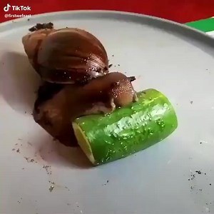 1.3M views · 9K reactions | Achatina Fulica (AF) snail feeding on cucumber fruit. #snailfarming #oluzfarms | Oluz farms & Agro consults | Facebook