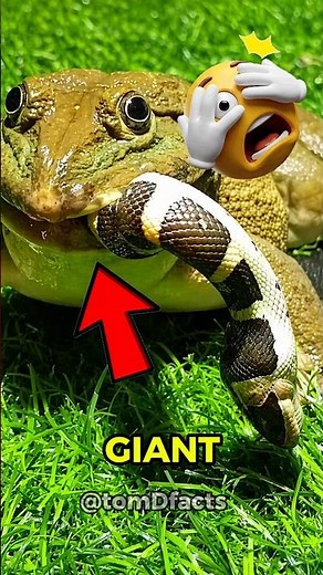 Most AGGRESIVE FROG in the World( African Bull Frog)😨