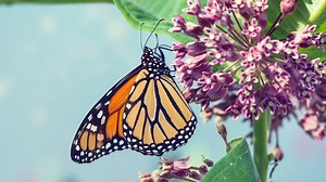 My milkweed brings butterflies to the yard: Here's how you can support monarchs - The Weather Network
